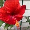 norma_cavazos12